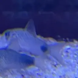 Tailspot corydoras, photo 5