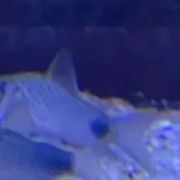 Tailspot corydoras, photo 7