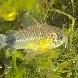 Tailspot corydoras, photo 11