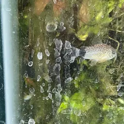 Tailspot corydoras, photo 12