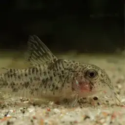 Corydoras cochui, photo 2