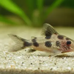 Corydoras cochui