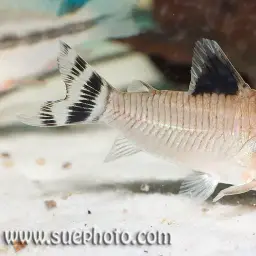Oyapock Cory, photo 2