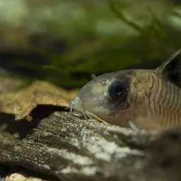 Oyapock Cory, photo 3