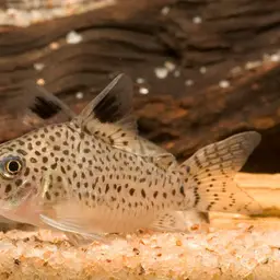 Corydoras copei