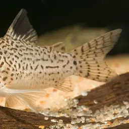 Corydoras copei, photo 2