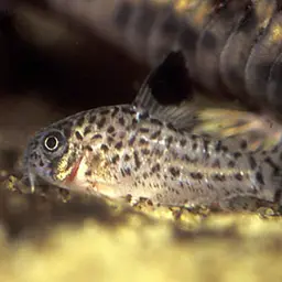Corydoras copei, photo 3