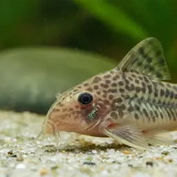 Corydoras copei, photo 4