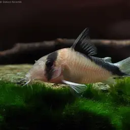 Sands' cory, photo 1