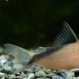 Sands' cory, photo 2