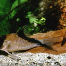 Sands' cory, photo 3