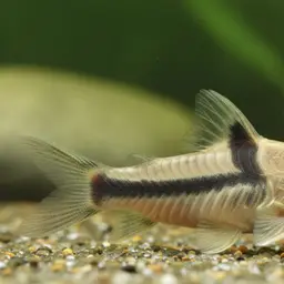 Sands' cory, photo 4