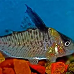 False Corydoras Blochi, photo 1