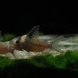 False Corydoras Blochi, photo 2