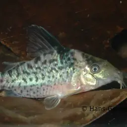 False Corydoras Blochi, photo 3