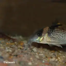 False Corydoras Blochi, photo 4