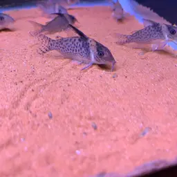 False Corydoras Blochi, photo 5