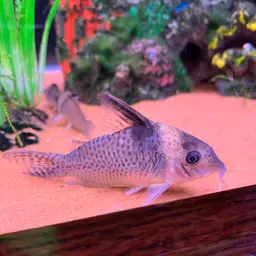 False Corydoras Blochi, photo 6
