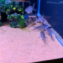 False Corydoras Blochi, photo 7