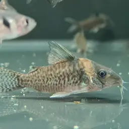 False Corydoras Blochi, photo 8