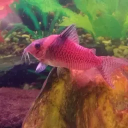 False Corydoras Blochi, photo 9