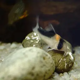 Broad stripe cory