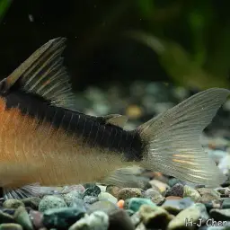 Broad stripe cory, photo 2