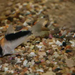 Broad stripe cory, photo 4