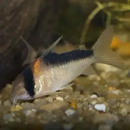 Broad stripe cory, photo 5