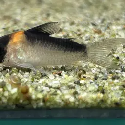 Broad stripe cory, photo 6