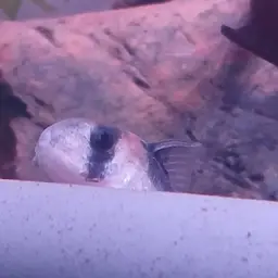 Broad stripe cory, photo 7
