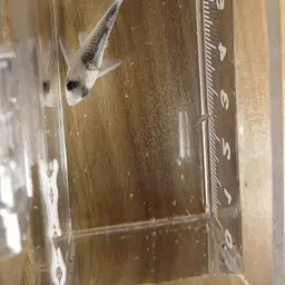 Broad stripe cory, photo 8