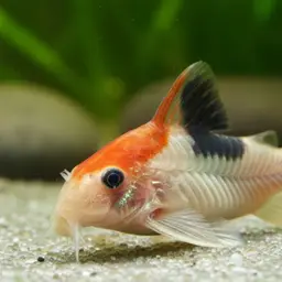 Broad stripe cory, photo 9