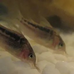 Elegant Cory