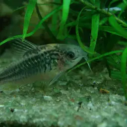 Elegant Cory, photo 2
