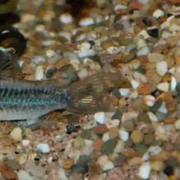 Elegant Cory, photo 3