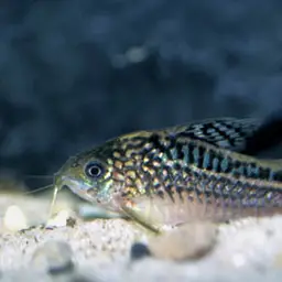 Elegant Cory, photo 4