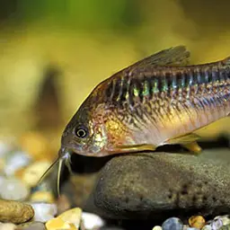 Elegant Cory, photo 5