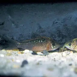 Elegant Cory, photo 6