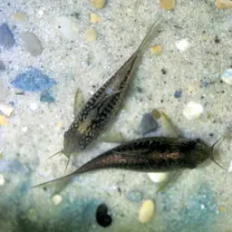 Elegant Cory, photo 7