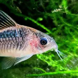 Elegant Cory, photo 8