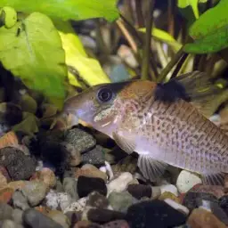 Saddle Corydoras, photo 1