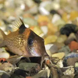 Saddle Corydoras, photo 2