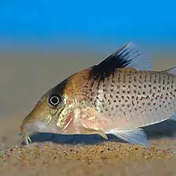 Saddle Corydoras, photo 3