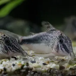 Huanta Cory, photo 1