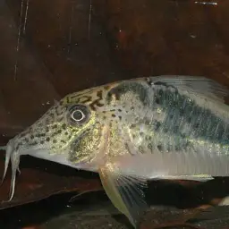 Huanta Cory, photo 2
