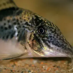 Huanta Cory, photo 3