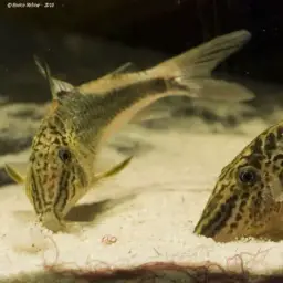 Huanta Cory, photo 4