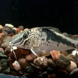 Huanta Cory, photo 5