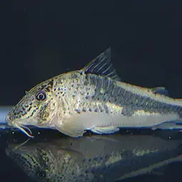 Huanta Cory, photo 6